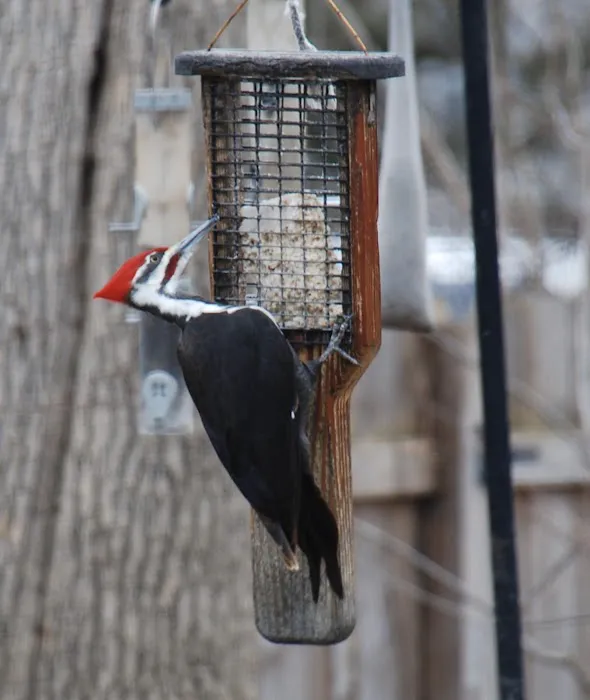 All Seasons Wild Bird Store Picture 4