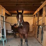 Starland Veterinary Services