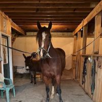 Starland Veterinary Services ico