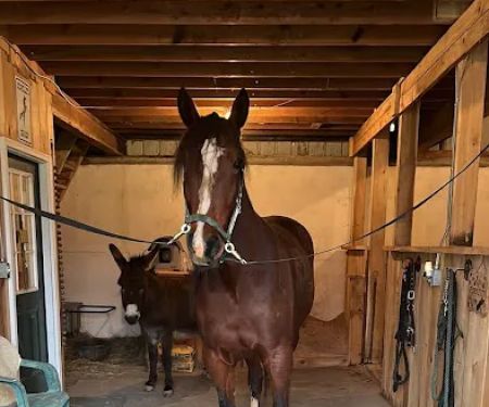 Starland Veterinary Services