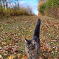 Trumansburg Veterinary Clinic: Orzeck Richard V DVM ico