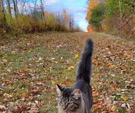 Trumansburg Veterinary Clinic: Orzeck Richard V DVM