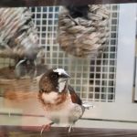 Petco