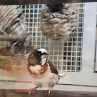 Petco ico