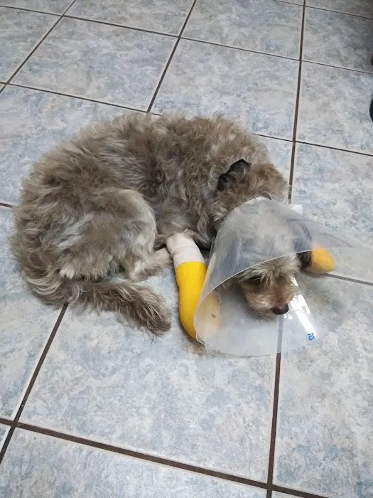 Mobile Veterinary Clinic Picture 8