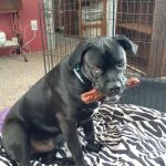 Cobleskill Veterinary Clinic