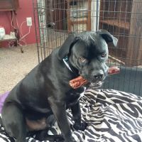 Cobleskill Veterinary Clinic ico