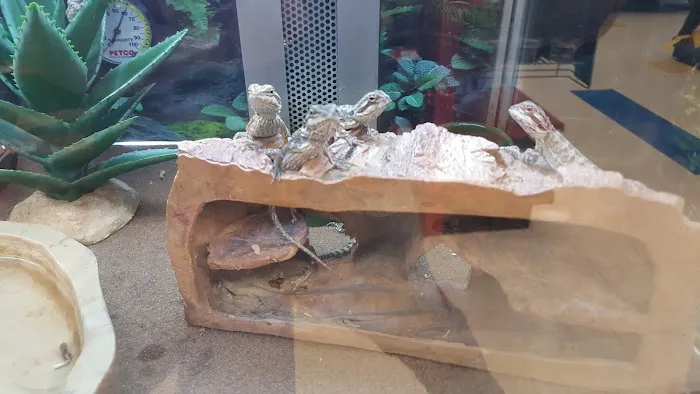 Petco Picture 3