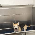 Atlas Pet Supply