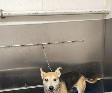 Atlas Pet Supply