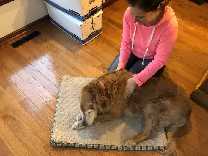 Animal Intuition Picture 9