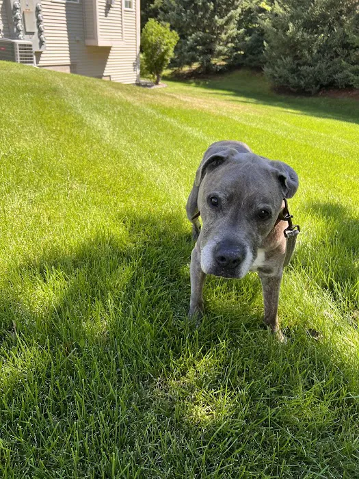 Animal Intuition Picture 10