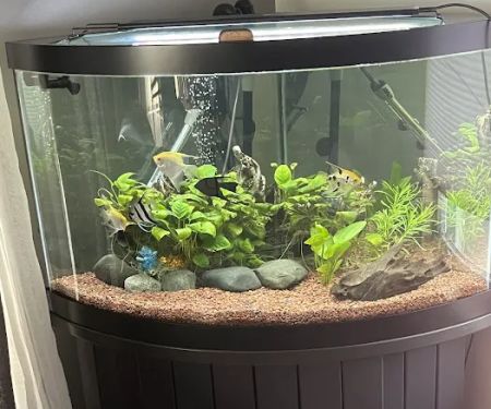 Advanced Aquarium Services