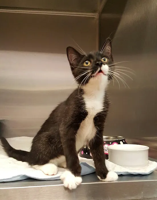Glen Animal Hospital Picture 2