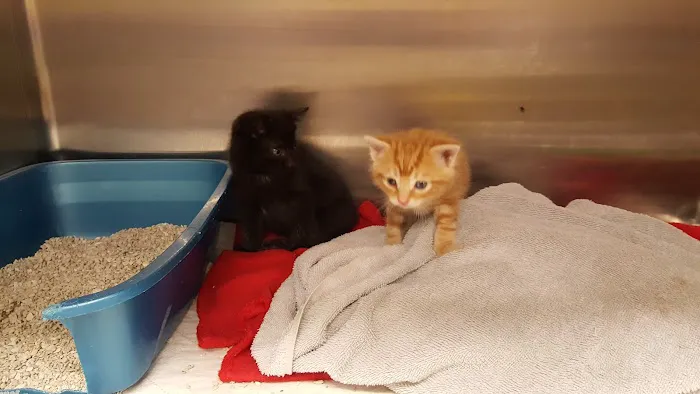 Glen Animal Hospital Picture 9