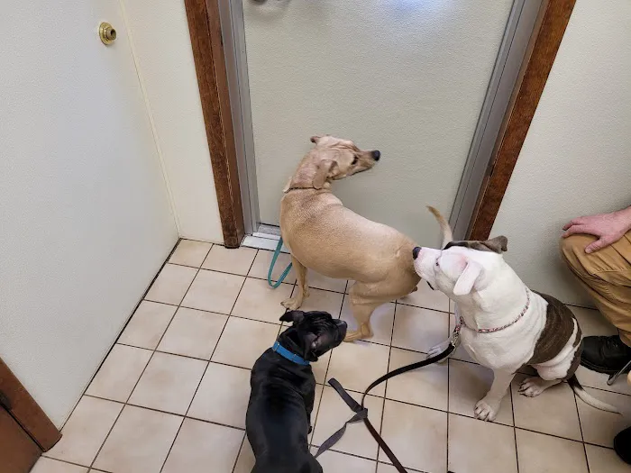 Howes Cave Animal Hospital Picture 10