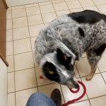 Howes Cave Animal Hospital