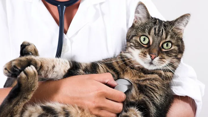 Howes Cave Animal Hospital Picture 5