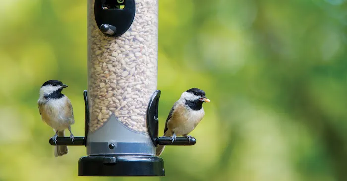 Wild Birds Unlimited Picture 10