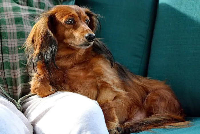 Noah's Ark Animal Hospital Picture 2