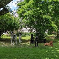 Noah's Ark Animal Hospital ico