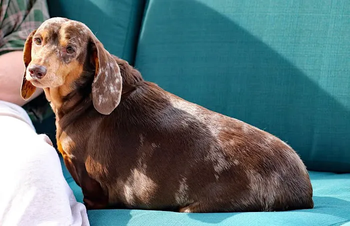 Noah's Ark Animal Hospital Picture 3