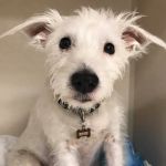 Schoharie Valley Veterinary Clinic PC