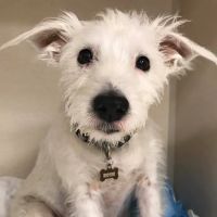 Schoharie Valley Veterinary Clinic PC ico
