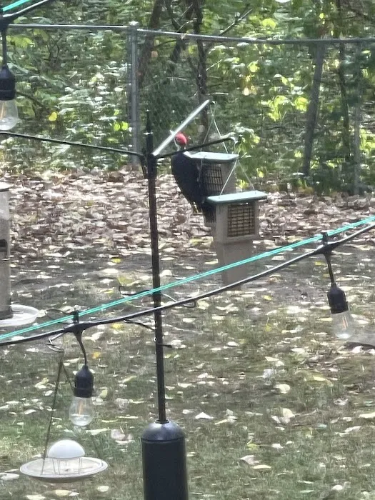 All Seasons Wild Bird Store Picture 5