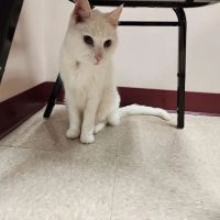 Little Falls Veterinary Clinic ico
