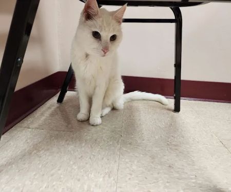 Little Falls Veterinary Clinic