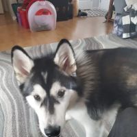 Petco ico