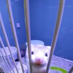 Atlas Pet Supply