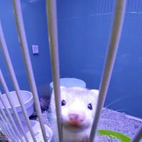 Atlas Pet Supply ico