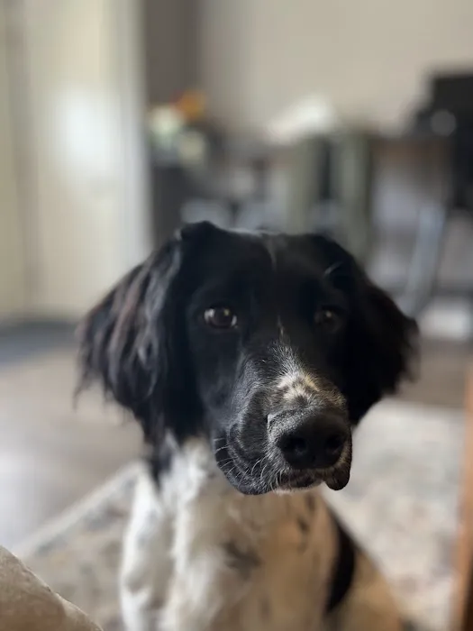 Upland Meadows English Springer Spaniels Picture 1