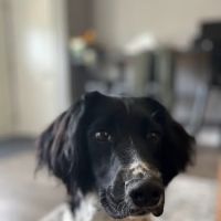 Upland Meadows English Springer Spaniels ico