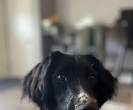 Upland Meadows English Springer Spaniels
