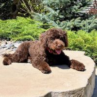 Animal Dental Specialists of Upstate New York ico