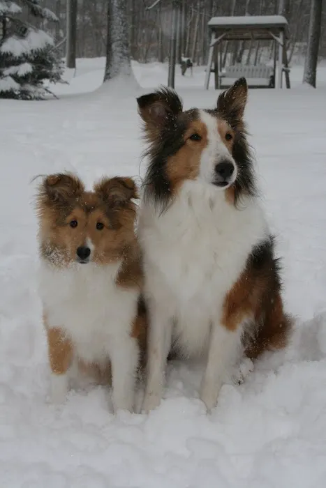 Animal Dental Specialists of Upstate New York Picture 6