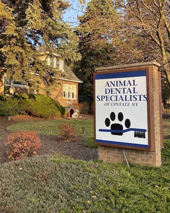 Animal Dental Specialists of Upstate New York Picture 4