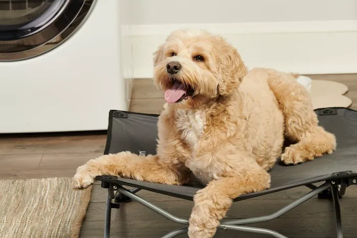 Carlson Pet Products Picture 6