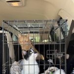 Carlson Pet Products