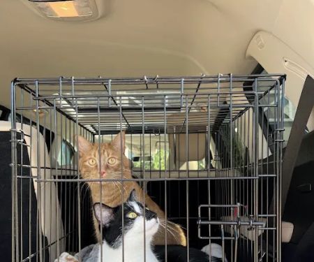 Carlson Pet Products