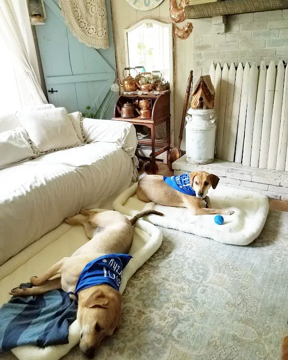 Carlson Pet Products Picture 7