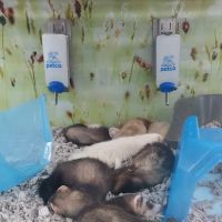 Petco ico