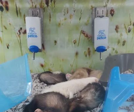Petco