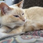 Veterinary Medical Center of CNY