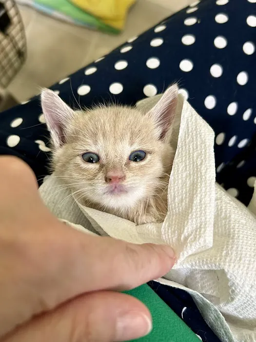 Veterinary Medical Center of CNY Picture 9