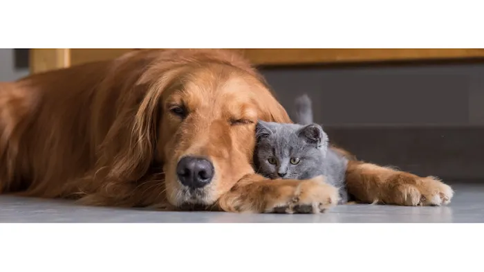 DeWitt Animal Hospital, P.C. Picture 2