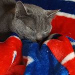 Spay & Neuter Syracuse